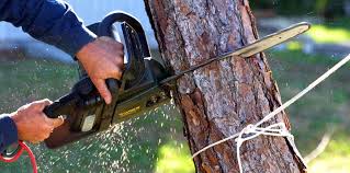 Best Hazardous Tree Removal  in La Crosse, WI