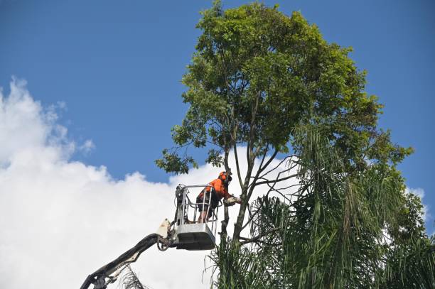 Best Tree and Shrub Care  in La Crosse, WI